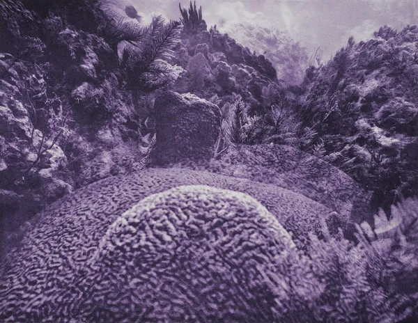 Brain Coral Multiple, Key Largo, Florida, 2014 Photogravure on Hahnemühle Copperplate Paper Size 20x23", Plate Size 13x16.5" Edition of 20 Printed by Lothar Osterburg in 2025