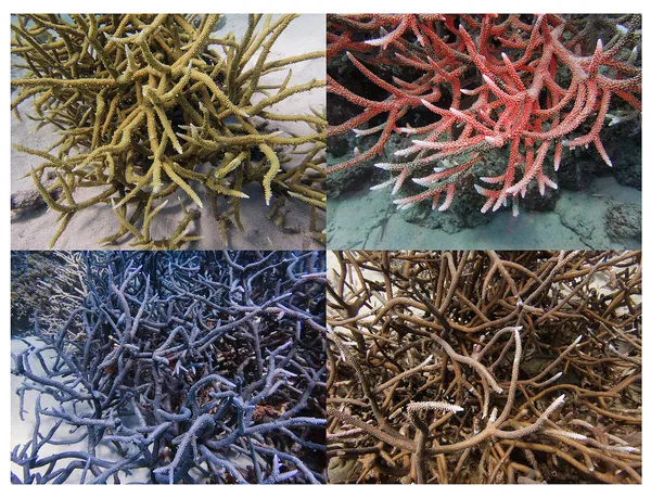 Reef Grid, Australia, 2022 Archival Pigment Print on Moab Entrada Rag, 17x21", Edition of Three