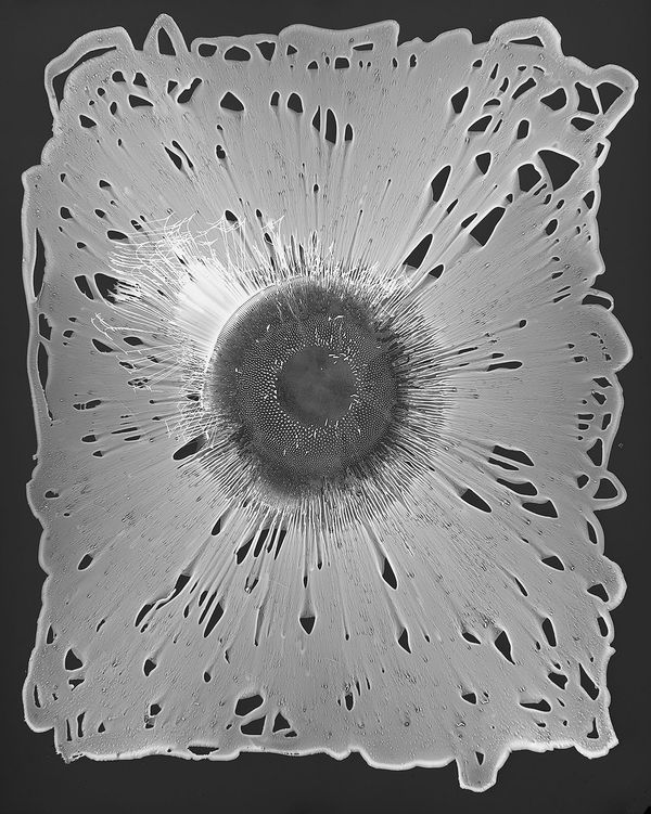 Taiyō, Ferrofluid Photogram on 8x10" Sheet of Film, 2013