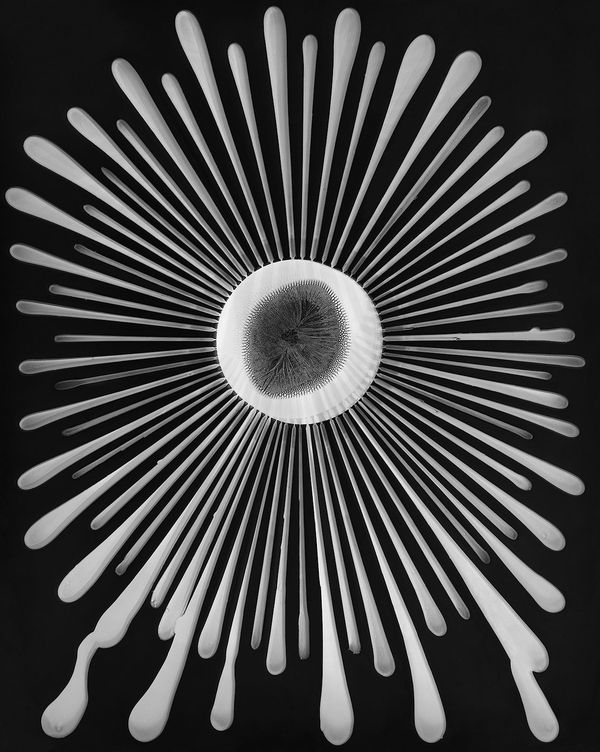 Taiyō, Ferrofluid Photogram on 11x14" Sheet of Film, 2013