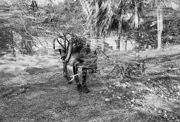 Willow, Double Exposure, Brighton Farm, St. George, Barbados, 2010 Selenium Toned Silver Gelatin Print, 16x20" Archival Pigment Print on Moab Entrada Rag, 17x21" Edition of Three