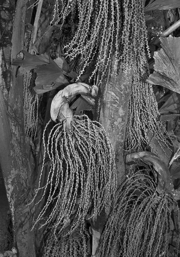 Fruiting Palm, Brighton Farm, St. George, Barbados, 2017 Selenium Toned Silver Gelatin Print, 20x16" Archival Pigment Print on Moab Entrada Rag, 17x21" Edition of Three