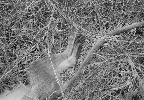 Monkey, Brighton Farm, St. George, Barbados, 2017 Selenium Toned Silver Gelatin Print, 16x20" Archival Pigment Print on Moab Entrada Rag, 17x21" Edition of Three