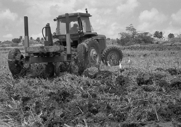 Plowing the Field, Brighton Farm, St. George, Barbados, 2017 Selenium Toned Silver Gelatin Print, 16x20" Archival Pigment Print on Moab Entrada Rag, 17x21" Edition of Three