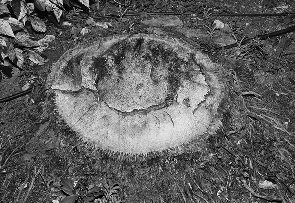 Stump, Brighton Farm, St. George, Barbados, 2016 Selenium Toned Silver Gelatin Print, 16x20" Archival Pigment Print on Moab Entrada Rag, 17x21" Edition of Three