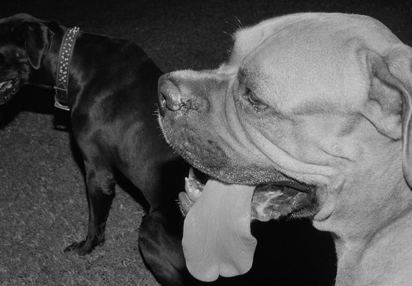 Bentley's Tongue, Brighton Farm, St. George, Barbados, 2017 Selenium Toned Silver Gelatin Print, 16x20" Archival Pigment Print on Moab Entrada Rag, 17x21" Edition of Three
