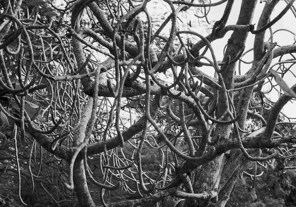 Frangipani, St. George, Barbados, 2022 Selenium Toned Silver Gelatin Print, 16x20" Archival Pigment Print on Moab Entrada Rag, 17x21" Edition of Three