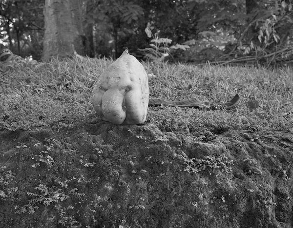 Spontaneous Sculpture, Sweet Potato Face, Brighton Farm, St. George, Barbados, 2006 Selenium Toned Silver Gelatin Print, 20x24" Archival Pigment Print on Moab Entrada Rag, 17x21" Edition of Three