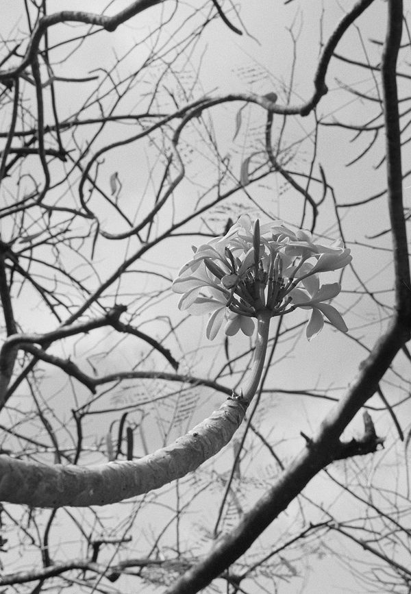Frangipani, Brighton Farm, St. George, Barbados, 2009 Selenium Toned Silver Gelatin Print, 20x16" Archival Pigment Print on Moab Entrada Rag, 17x21" Edition of Three