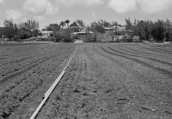 Irrigation Pipes, Brighton Farm, St. George, Barbados, 2009 Selenium Toned Silver Gelatin Print, 16x20" Archival Pigment Print on Moab Entrada Rag, 17x21" Edition of Three