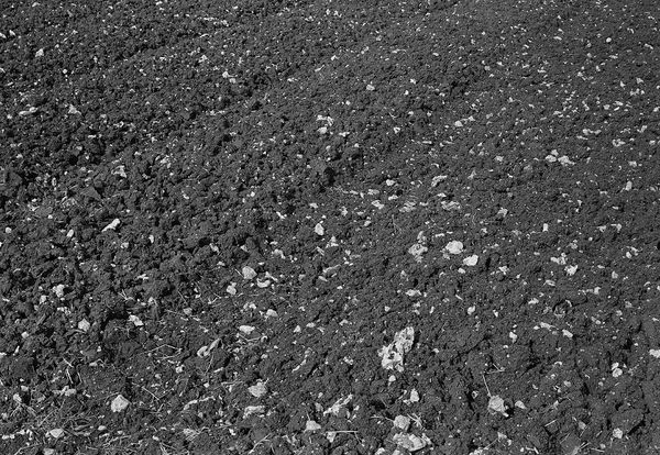 Tracks in Field, Brighton Farm, St. George, Barbados, 2009 Selenium Toned Silver Gelatin Print, 16x20" Archival Pigment Print on Moab Entrada Rag, 17x21" Edition of Three