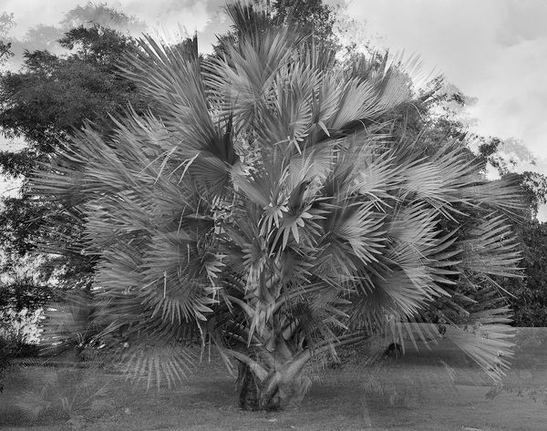 Bismarck Palm Motion Study, Multiple Exposures, Brighton Farm, St. George, Barbados, 2007 Selenium Toned Silver Gelatin Print, 20x24" Archival Pigment Print on Moab Entrada Rag, 17x21" Edition of Three