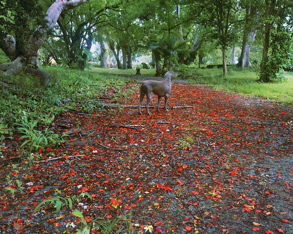 Dogs in Driveway, Brighton Farm, St. George, Barbados, 2006 Archival Pigment Print on Moab Entrada Rag, 17x21" Edition of Three
