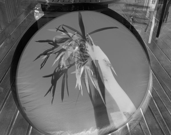 Giant Spider Lily Shadow, Double Negative, Brighton Farm, St. George, Barbados, 2011 Selenium Toned Silver Gelatin Print, 20x24" Archival Pigment Print on Moab Entrada Rag, 17x21" Edition of Three