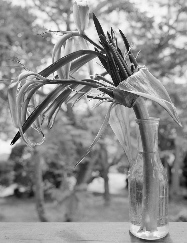 Giant Spider Lily, Brighton Farm, St. George, Barbados, 2011 Selenium Toned Silver Gelatin Print, 24x20" Archival Pigment Print on Moab Entrada Rag, 21x17" Edition of Three