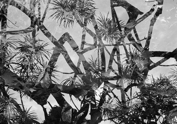 Untitled, Double Exposure, Brighton Farm, St. George, Barbados, 2012 Selenium Toned Silver Gelatin Print, 16x20" Archival Pigment Print on Moab Entrada Rag, 17x21" Edition of Three