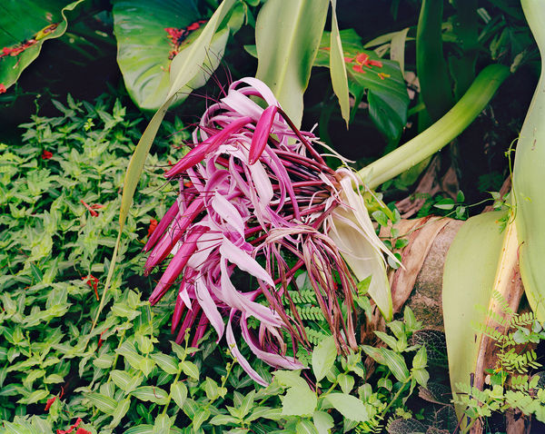 Spider Lily, Brighton Farm, St. George, Barbados, 2003 Archival Pigment Print on Moab Entrada Rag, 17x21" Edition of Three