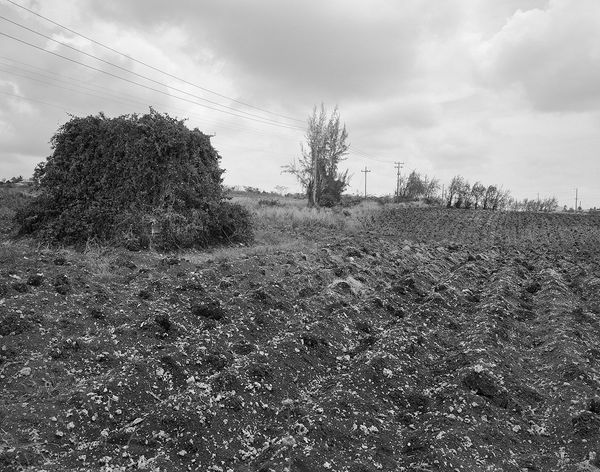 Carrot Field, Brighton Farm, St. George, Barbados, 2006 Selenium Toned Silver Gelatin Print, 16x20" Archival Pigment Print on Moab Entrada Rag, 17x21" Edition of Three