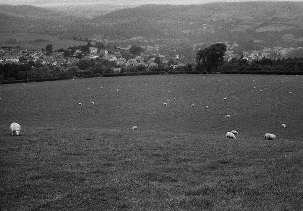 Sheep , Eildon Hill, Scotland, 2013 Archival Pigment Print on Hahnemuhle Photo Rag , 17x21" Edition of Three