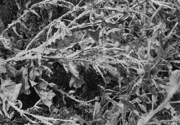 Thistle, Edinburgh, Scotland, 2013 Archival Pigment Print on Hahnemuhle Photo Rag , 17x21"" Edition of Three