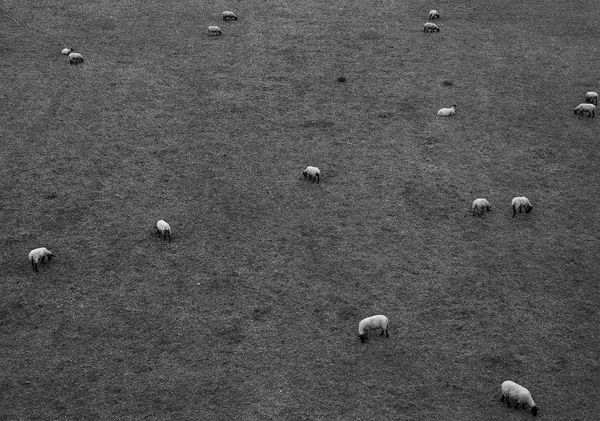 Sheep, Perth, Scotland, 2013 Archival Pigment Print on Hahnemuhle Photo Rag , 17x21" Edition of Three