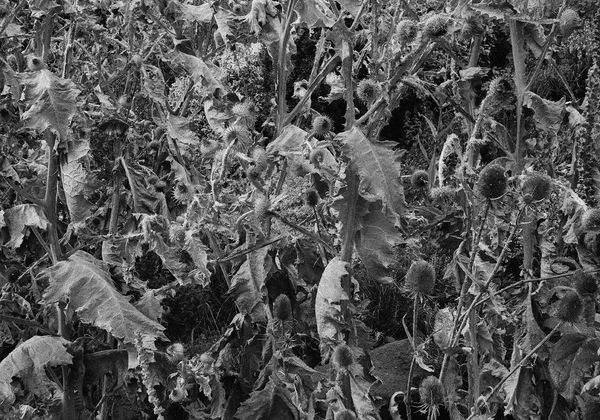 Thistle, Edinburgh, Scotland, 2013 Archival Pigment Print on Hahnemuhle Photo Rag , 17x21" Edition of Three