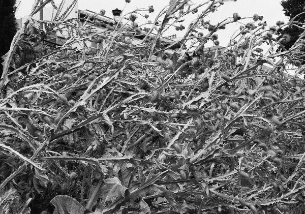 Thistle, Edinburgh, Scotland, 2013 Archival Pigment Print on Hahnemuhle Photo Rag , 17x21"" Edition of Three