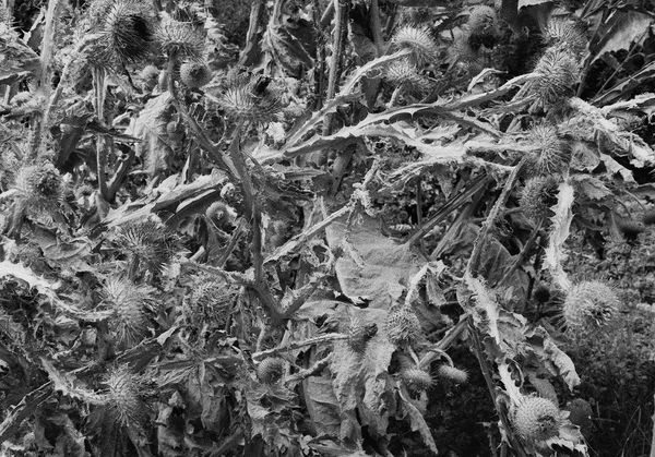 Thistle, Edinburgh, Scotland, 2013 Archival Pigment Print on Hahnemuhle Photo Rag , 17x21" Edition of Three