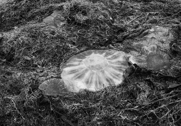 Jellyfish, Tentsmuir National Nature Reserve, Scotland, 2013 Archival Pigment Print on Hahnemuhle Photo Rag , 17x21" Edition of Three