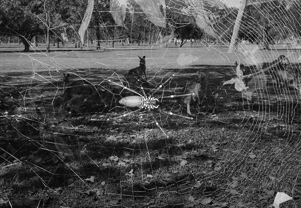 Grey Kangaroos/Golden Orb Spider Double Exposure, Queensland, Australia, 2022 Archival Pigment Print on Hahnemuhle Photo Rag , 17x21" Edition of Three