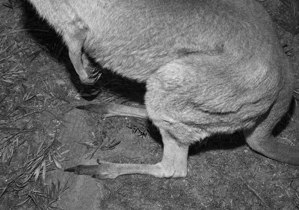 Wallaby, Queensland, Australia, 2022 Archival Pigment Print on Hahnemuhle Photo Rag , 17x21" Edition of Three
