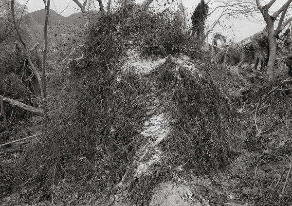 Ash in Brambles, Salem, Montserrat, 2003 Archival Pigment Print on Hahnemuhle Photo Rag, 17x21" Edition of Three