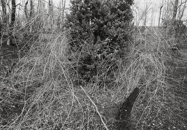 East Rift-Zone, Hawai'i, 2005 Archival Pigment Print on Hahnemuhle Photo Rag, 17x21" Edition of Three