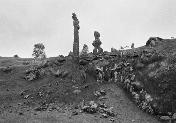 Lava Trees, East Rift-Zone, Hawai'i, 2005 Archival Pigment Print on Hahnemuhle Photo Rag, 17x21" Edition of Three