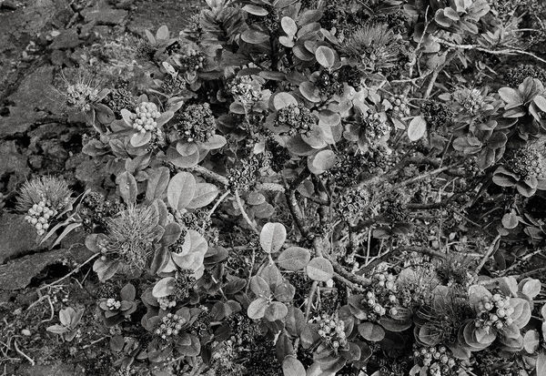 ʻŌhiʻa, East Rift Zone, Hawai'i, 2007 Archival Pigment Print on Hahnemuhle Photo Rag, 17x21" Edition of Three