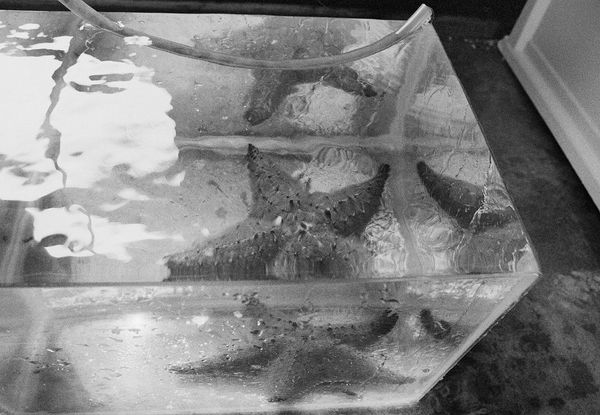 Starfish, Carrie Bow Cay Smithsonian Station, Belize, 2002 Archival Pigment Print on Hahnemuhle Photo Rag, 17x21" Edition of Three