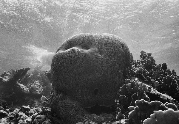 Brain Coral and Anchor Line, Carrie Bow Cay, Belize, 2002 Archival Pigment Print on Hahnemuhle Photo Rag, 17x21" Edition of Three