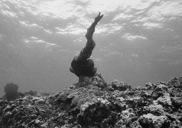 Coral Formation, Carrie Bow Cay, Belize, 2002 Archival Pigment Print on Hahnemuhle Photo Rag, 17x21" Edition of Three