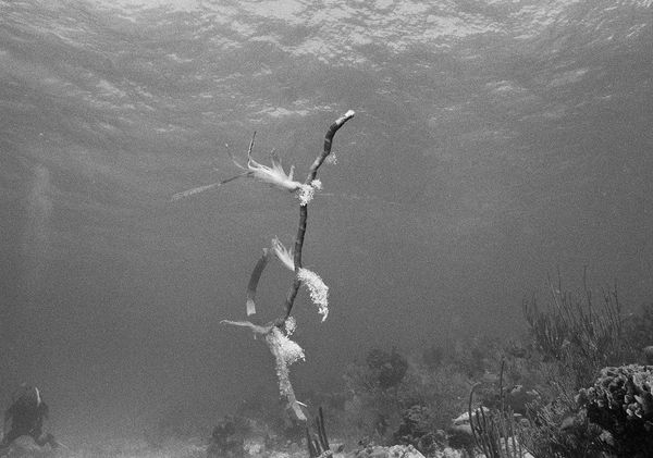 Untitled, Carrie Bow Cay, Belize, 2002 Archival Pigment Print on Hahnemuhle Photo Rag, 17x21" Edition of Three