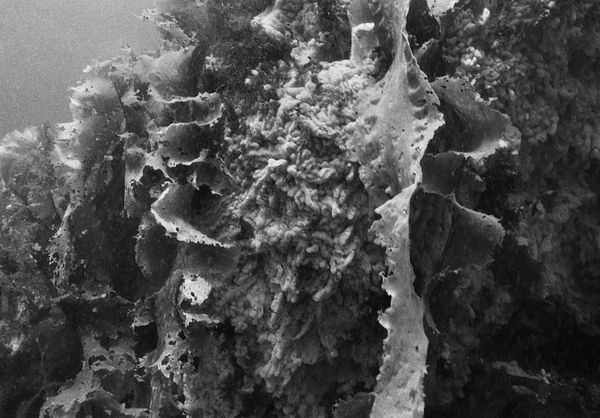 Kelp, Ram Island, Maine, 2000 Archival Pigment Print on Hahnemuhle Photo Rag, 17x21" Edition of Three