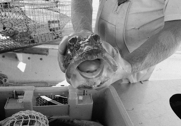 Big Mouth, Working Girl, Booth Bay, Maine, 2004 Archival Pigment Print on Hahnemuhle Photo Rag, 17x21" Edition of Three