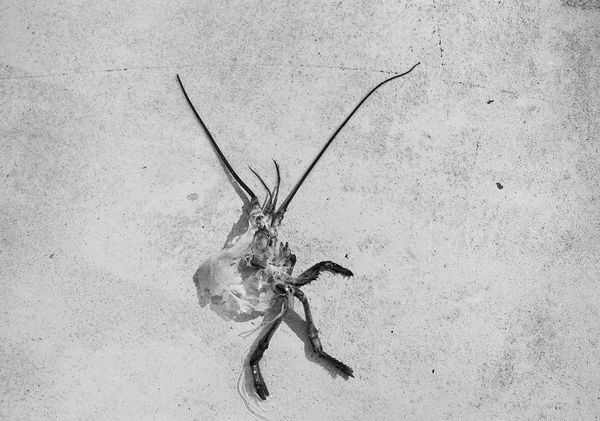 Floor of Working Girl, Boothbay Harbor, Maine, 2004 Archival Pigment Print on Hahnemuhle Photo Rag, 17x21" Edition of Three