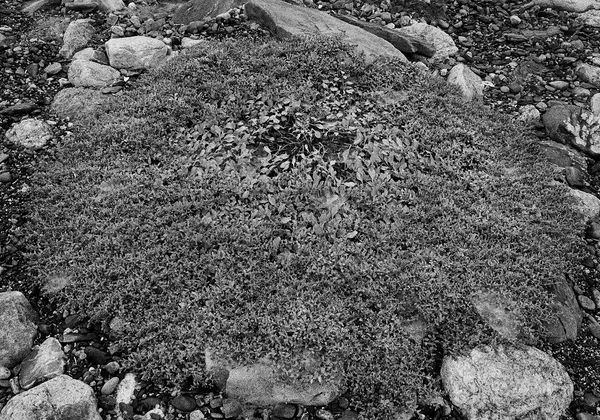 Untitled, Ram Island, Maine, 2000 Archival Pigment Print on Hahnemuhle Photo Rag, 17x21" Edition of Three