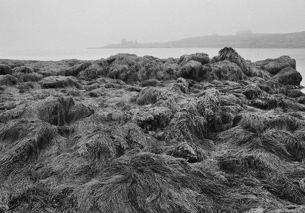 Low Tide, Ram Island, Maine, 2000 Archival Pigment Print on Hahnemuhle Photo Rag, 17x21" Edition of Three