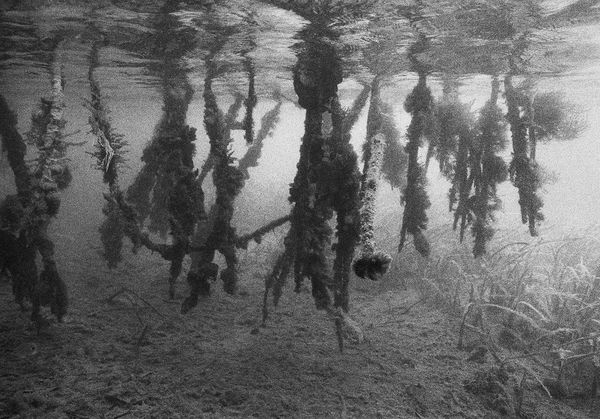 Mangrove, Belize, 2002 Archival Pigment Print on Hahnemuhle Photo Rag, 17x21" Edition of Three