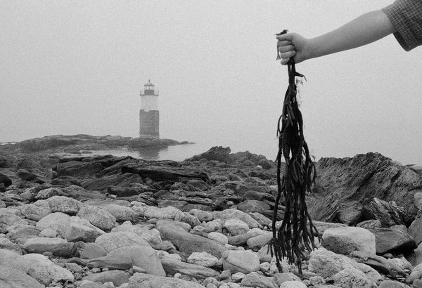 Orion Holding Kelp, Ram Island, Maine, 2000 Archival Pigment Print on Hahnemuhle Photo Rag, 17x21" Edition of Three