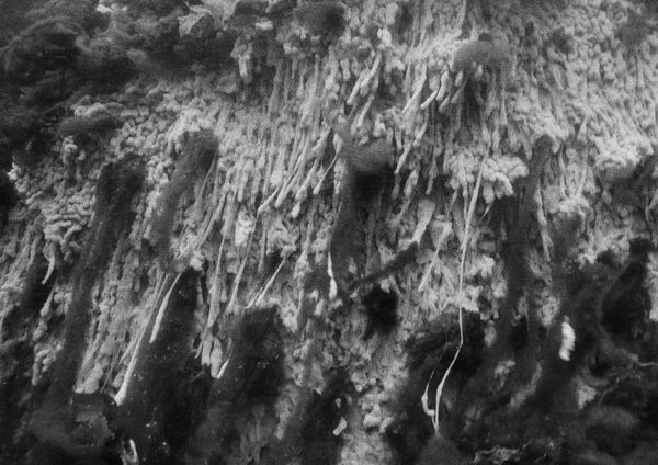 White Sponge Colony, Ram Island, Maine, 2000 Archival Pigment Print on Hahnemuhle Photo Rag, 17x21" Edition of Three