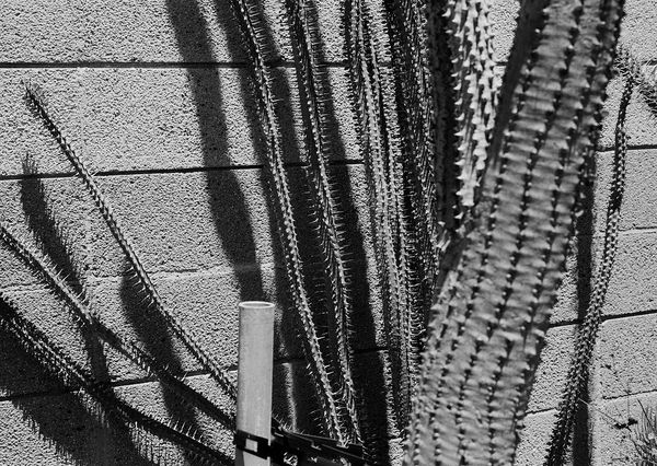 Untitled, San Diego, California, 2024 Archival Pigment Print on Hahnemuhle Photo Rag , 17x21" Edition of Three