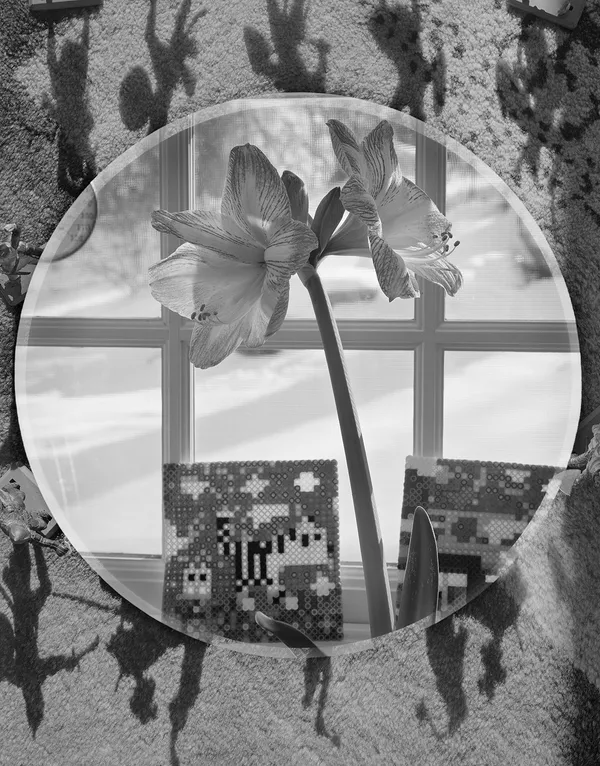 Amaryllis + Knight Shadows, Wilton, Connecticut, 2016 Selenium Toned Silver Gelatin Print 20x16" Edition of Three