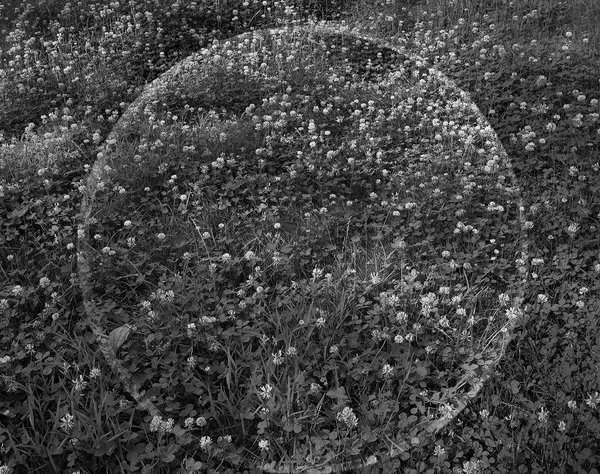 Clover, Wilton, Connecticut, 2023 Selenium Toned Silver Gelatin Print 16x20" Edition of Three